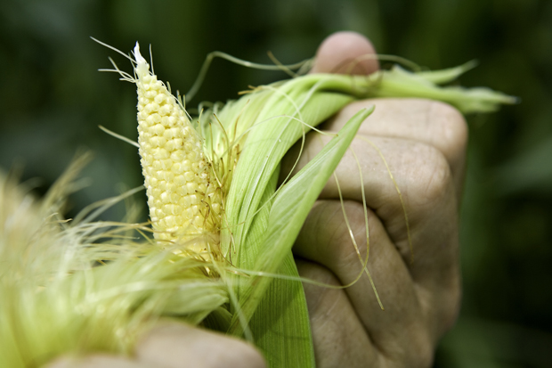 Genetic Engineering in Agriculture