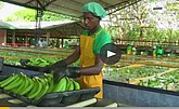 How Fairtrade is standing up for the world's banana farmers