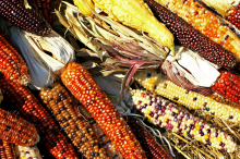Mexico is the cradle of corn (Photo: CC0)