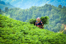 Farmer in Vietnam (Photo: CC0 Pixabay)