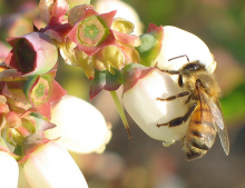 Bee in the blueberries (Photo: FernandoZ/flickr)