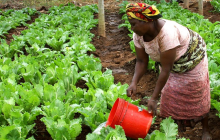 Will African farmers benefit? (Photo: CCO, Pixabay, skeeze)