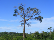 Forests in Cameroon are at risk (Photo: CC0)
