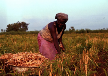 Woman farmer harvesting (Photo: IITA Image Library)