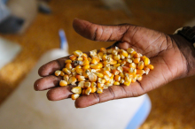 Maize seeds (Photo: World Bank Photo Collection/flickr)