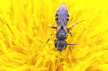 Wild bees are in decline (Photo: CC0)