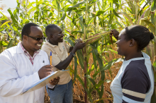 Measuring the length of a maize cob (Photo: Peter Lüthi, Biovision)