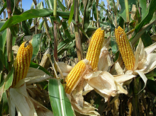 The EU will limit crop-based biofuels to 5% of consumption (Photo: iowa_corn/flickr)