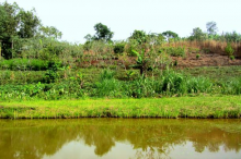 Agroecological farm in Kabarole, Uganda (Photo: Ellinor Isgren, Lund University)