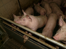 Antibiotics are also used in farming (Photo: CC0)