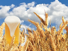 Beer and barley: Carlsberg‘s invention? (Photo: CC0, Fine Mayer/Pixabay)