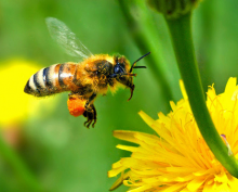 European honey bee at work (Photo: autan/flickr.com)