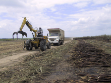 Sugar cane field in the State of Pernambuco (Photo: Johnmcq)