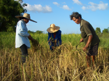 The peasant system is more flexible (Photo: www.pixelio.de, Manfred Schütze/pixelio.de)