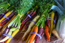 Diversity can increase organic yields (Photo: cyclotourist/Flickr)