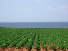 Potatoes growing by the sea - could they soon be replaced by bananas? (Photo: John Beales)