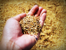 The use of cereals for food is projected to grow (Photo: CC0)