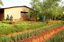 Organic farm in Benin Photo: daventam/flickr.com
