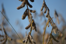 Soybean, the most adopted GM crop (Photo: CC0)