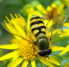 Wild bees are in decline (Photo: Mick Talbot/Flickr)