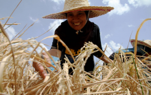 Peasant farmers are the backbone of our food systems (Photo: CC0)