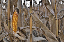 Global warming will decrease yields (Photo: CC0)