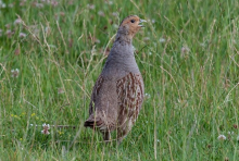 Grey Partridge (Photo: CC0)
