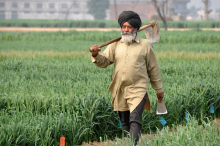 India’s agriculture is at risk (Photo: P. Casier/CGIAR)