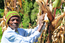 Climate change will put maize yields at risk (Photo: FAO/Matthias Mugisha)