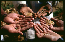 A variety of seeds (Photo: B. Haerlin)