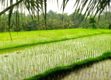 Flooded paddy field (Photo: Sandy Hartmann)