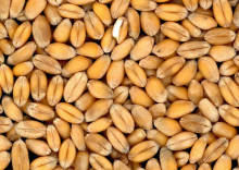 The report projects low food prices over the next decade (Photo: CC0)