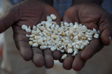 A handful of seeds (Photo: Anne Wangalachi/CIMMYT)