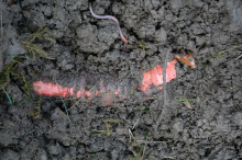 Soils need better protection (Photo: CC0)