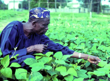 Farmer inspecting cowpea plants (Photo: IITA/flickr.com)