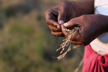 Most of the world's hungry live in Asia (Photo: Gwenael Piaser/flickr)