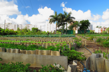 Urban organic agriculture in Havana (Photo: Melody Breaker/flickr)