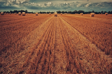 Agriculture can promote or reduce biodiversity (Photo: CC0)