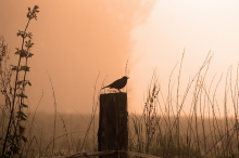 Common birds are in decline (Photo: CC0)