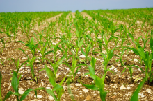 Monoculture makes corn more vulnerable to pests (Photo: CC0)