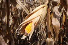 Higher temperatures will result in yield losses (Photo: CC0)