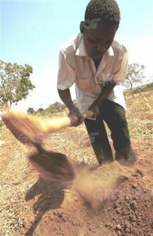 Malawi farmer prepares his field for sowing seeds (Photo: Clive Shirley / Greenpeace)