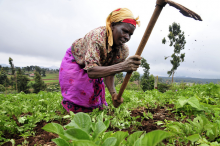 Will African farmer benefit?(Photo: Neil Palmer/CIAT)