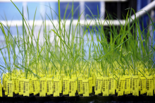 A majority of EU citizens reject GMOs (Photo: BASF/flickr)