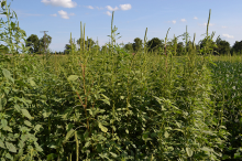Palmer Amaranth in the field (Photo: United Soybean Board, bit.ly/usbPa, bit.ly/ccby2_0)