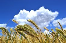 No patents on conventionally bred plants (Photo: Andreas Hermsdorf/pixelio.de)