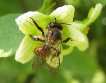 Wild bee at work (Photo: Ombrosoparacloucycle/flickr)