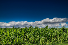 Maize - one of the main crops (Photo: CC0)