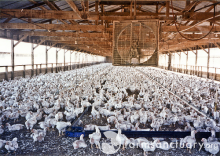 Improving conditions under which animals are kept could reduce the need for antibiotics (Photo: Farm Sanctuary)