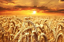 Food prices will remain stable (Photo: CC0)
